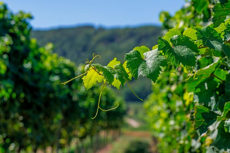 Torres Prunera