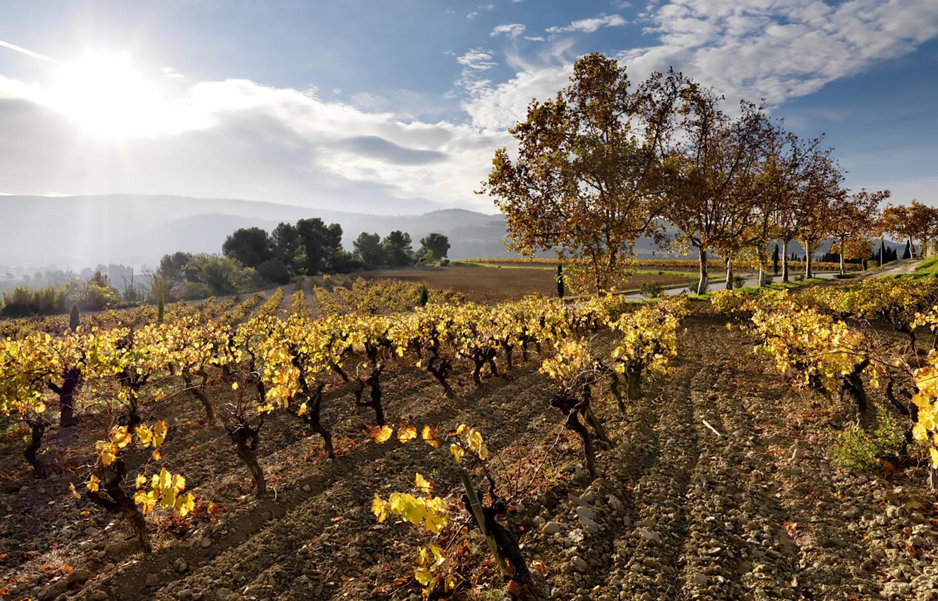 vinyes penedes torres prunera